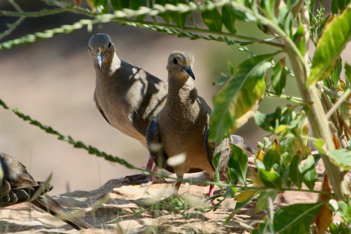 Visits from Mourning Doves after Beginning to Channel